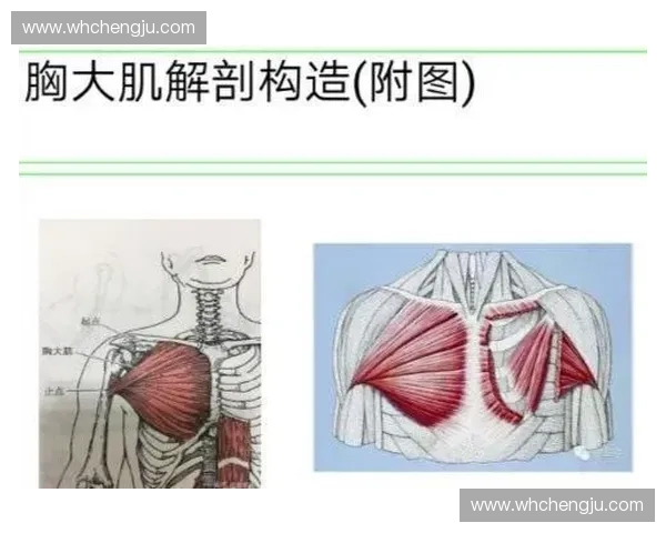 全面提升胸大肌刺激效果的科学训练策略与全方位高效实用方法指南